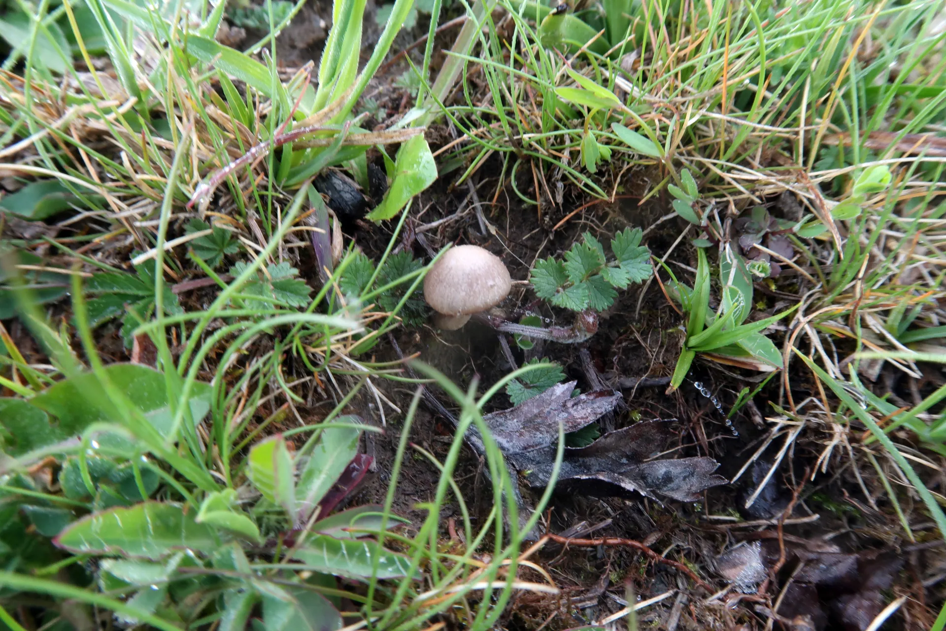 Psathyrella panaeoloides - 1 - IMG_9345